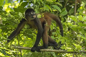 Spider Monkeys Prints: Geoffroys spider monkey (Ateles geoffroyi) walking along branch, Corcovado National Park