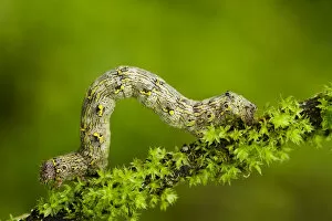 Alps Gallery: Geometrid moth (Geometridae sp) caterpillar moving along twig, Triglav National Park