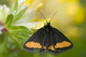 Geometrid moth (Psodos Quadrifaria) Liechtenstein, June 2009