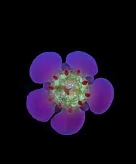 Images Dated 10th June 2019: Geraldton wax flower (Chamelaucium uncinatum), nectar fluorescing in UV light. Western Australia