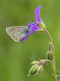 Animal Marking Gallery: Geranium Argus butterfly (Plebejus eumedon) feeding on Wood Cranesbill (Geranium