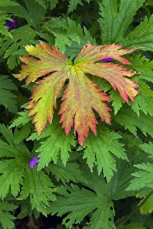 Growth Prints: Geranium procurrens leaf, Norfolk garden, UK, June