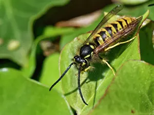 Climbers Prints: German / European wasp (Vespula germanica) male