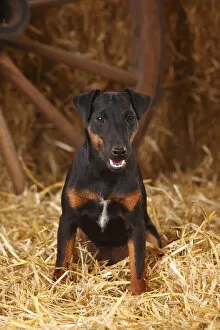 Images Dated 22nd August 2013: German Hunting Terrier, young bitch, age 9 months, sitting in straw