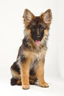 Babies Gallery: German Shepherd / Alsatian, puppy, 4 months, sitting with tongue out