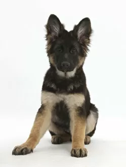 Puppies Gallery: German Shepherd Dog bitch puppy age 14 weeks