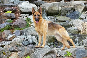 April 2023 Highlights Collection: German shepherd dog, female, standing on rocks, portrait, Jacksonville, Oregon, USA. July