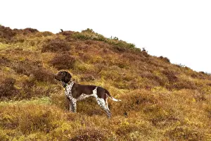 Gun Dog Prints: German short-haired pointer standing in acid grassland