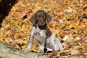 Autumn Gallery: German shorthair pointer puppy, Pomfret, Connecticut, USA