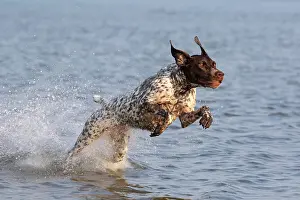 Eastern Usa Prints: German shorthaired pointer, female field dog
