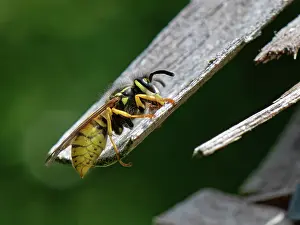 Wasp Prints: German wasp (Vespula germanica) worker scraping wood for its nest from the wooden roof of an insect hotel
