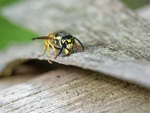 Wasp Prints: German wasp (Vespula germanica) worker scraping wood for its nest from the wooden roof of an insect hotel