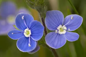 Images Dated 22nd May 2015: Germander speedwell flowers (Veronica chamaedrys). Peak District National Park, Derbyshire, UK