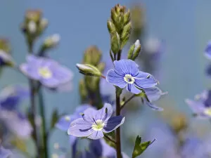2020 August Highlights Gallery: Germander speedwell (Veronica chamaedrys) clump flowering in a chalk grassland meadow