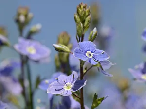 Plantain Prints: Germander speedwell (Veronica chamaedrys) clump flowering in a chalk grassland meadow