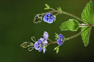 Indoors Prints: Germander speedwell (Veronica chamaedrys) in flower, studio shot, Dorset, UK. May