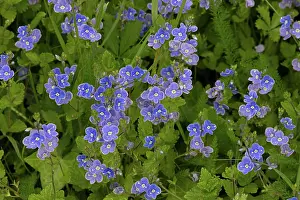 Scrophulariales Prints: Germander speedwell (Veronica chamaedrys) in flower, Norfolk, England, UK. May
