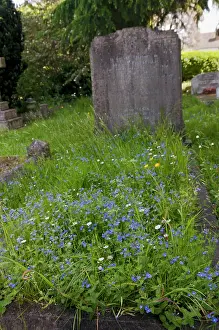 Plantain Prints: Germander speedwell (Veronica chamaedrys) growing over grave