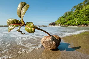 February 2023 Highlights Gallery: Germinating seedling of Sea poison tree (Barringtonia asiatica) washed up on beach