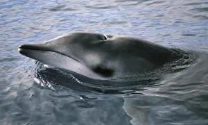 Gervais beaked whale (Mesoplodon europaeus) El Hierro, Canary Islands