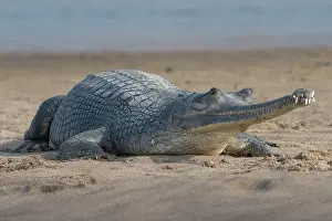 Crocodilian Prints: Gharial (Gavialis gangeticus) resting on sandy riverbank