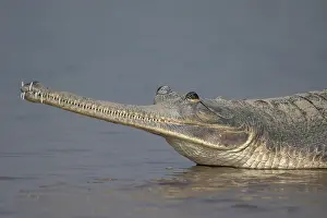 Crocodilian Prints: Gharial (Gavialis gangeticus) resting in shallow water