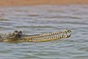 Gharial (Gavialis gangeticus), on river bank, Chambal river, Uttar Pradesh, India Gharial (Gavialis gangeticus), on river bank, Chambal river, Uttar Pradesh, India