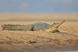 Gharial (Gavialis gangeticus), on river bank, Chambal river, Uttar Pradesh, India