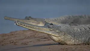 Crocodilian Prints: Two Gharials (Gavialis gangeticus) resting on sandy riverbank