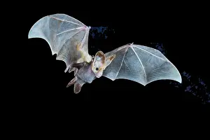 Black Background Prints: Ghost bat (Macroderma gigas) female in flight carrying juvenile
