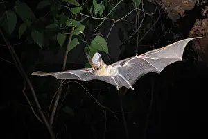 Micro Bat Prints: Ghost bat (Macroderma gigas) female hunting along a high escarpment at night