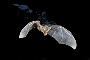 Micro Bat Prints: Ghost bat (Macroderma gigas) in flight