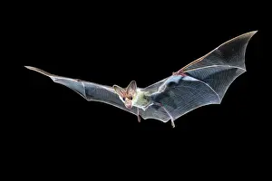 Australia Prints: Ghost bat (Macroderma gigas) in flight at night