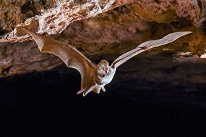 Vulnerable Collection: Ghost bat (Macroderma gigas) in flight, Pine Creek, Northern Territory, Australia