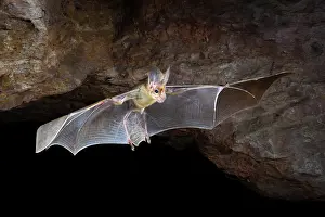 Cave Prints: Ghost bat (Macroderma gigas) male