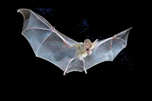 Australia Prints: Ghost bat (Macroderma gigas) male in flight at night