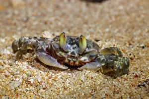 Crab Prints: Ghost crab (Ocypode cordimanus) portrait, Guam, Federated States of Micronesia
