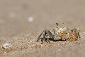 Claw Prints: Ghost crab (Ocypode sp.) digging up sand, Ankify, Madagascar