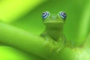 Portraits Collection: Ghost glass frog (Centrolenella ilex) portrait, Costa Rica