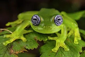 Ghost glass frog (Sachatamia ilex) sitting on leaf and looking forward, Centro Manu, Costa Rica