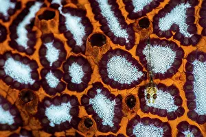 Animal Markings Prints: Ghost goby (Pleurosicya sp.) juvenile