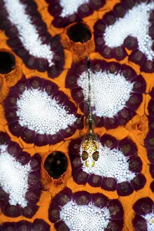 Animal Markings Prints: Ghost goby (Pleurosicya sp.) juvenile