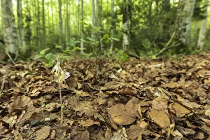 Orchid Gallery: Ghost orchid (Epipogium aphyllum) flowering in leaf litter on forest floor