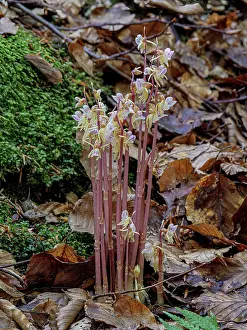 Orchids Prints: Ghost orchid (Epipogium aphyllum) in flower in woodland alongside a stream