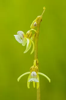 Ghost orchid (Epipogium aphyllum), Roncal Valley, Navarre, Spain, Europe