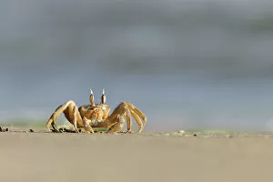 Ghost / Sand crab (Ocypode cursor) on beach, Dalyan Delta, Turkey, August 2009