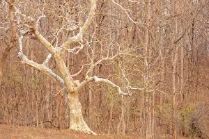 Rosanae Prints: Ghost tree (Sterculia urens) in woodland
