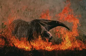 Giant anteater in grassland fire {Myremecophaga tridactyla} Emas NP, Brazil