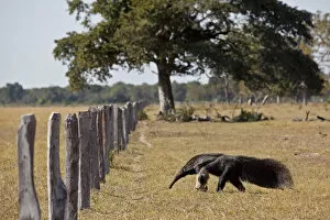 Anteater Gallery: Giant Anteater (Myrmecophaga tridactyla) approaching livestock fence, Pantanal. Brazil
