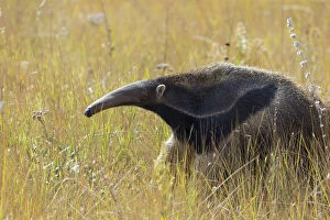 Images Dated 5th August 2015: Giant anteater (Myrmecophaga tridactyla) Serra de Canastra National Park, Brazil